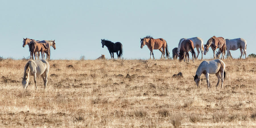 Hanging with Family and Friends - South Steens Wild Horses Photograph by Belinda Greb