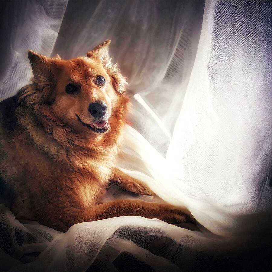Dog Photograph - Hannah on White by Abbie Shores