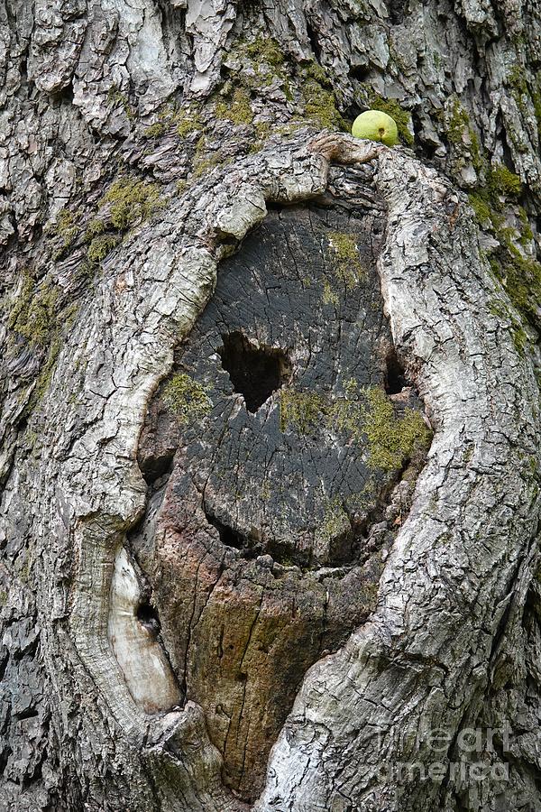 Tree Photograph - Happiest Tree In The Forest by Dani Stites
