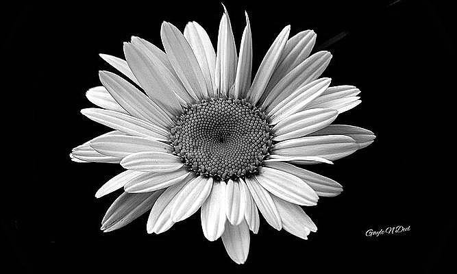 Happiness is a Daisy BW Photograph by Gayle Deel - Fine Art America