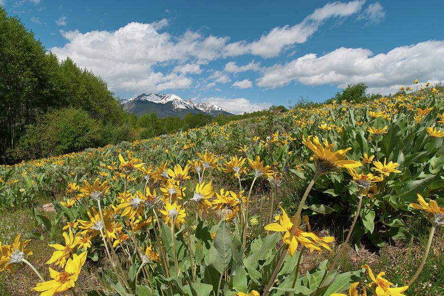 Happiness is a Meadow of Balsamroot Photograph by Cascade Colors