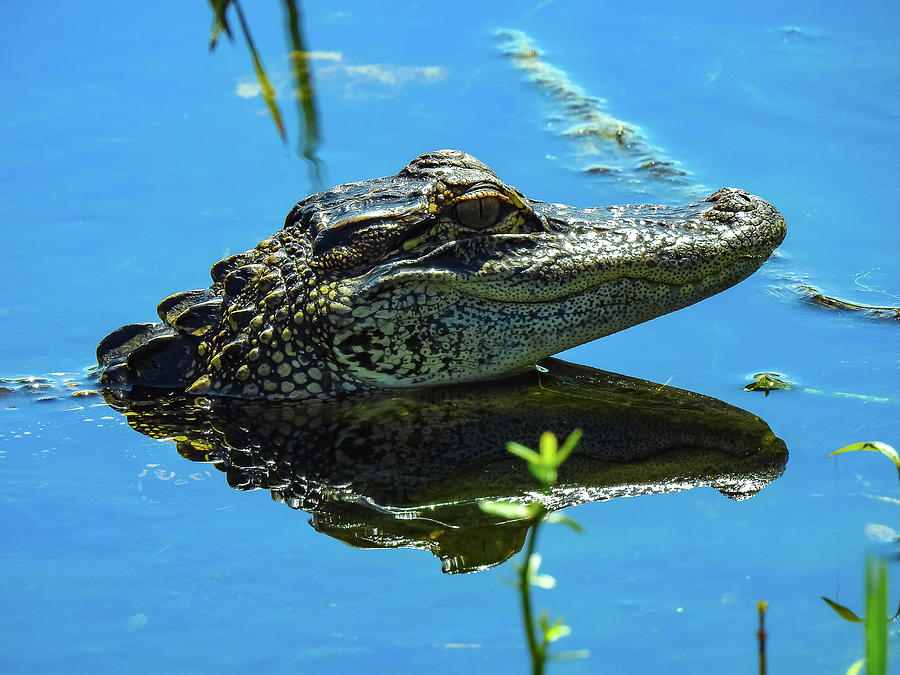 Happy Alligator Photograph by Suzanne Torres Tankersley - Fine Art America