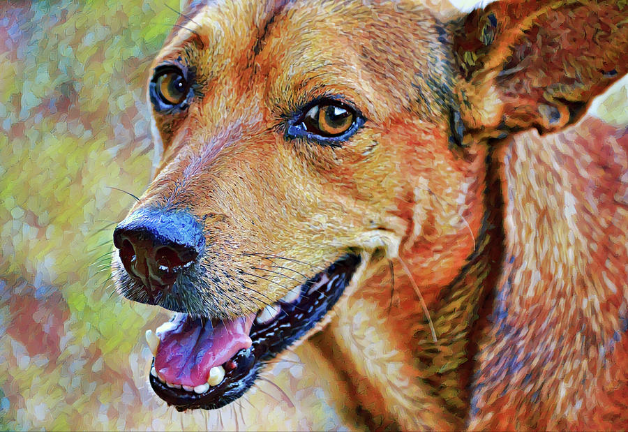 Happy And Content Dog Digital Art