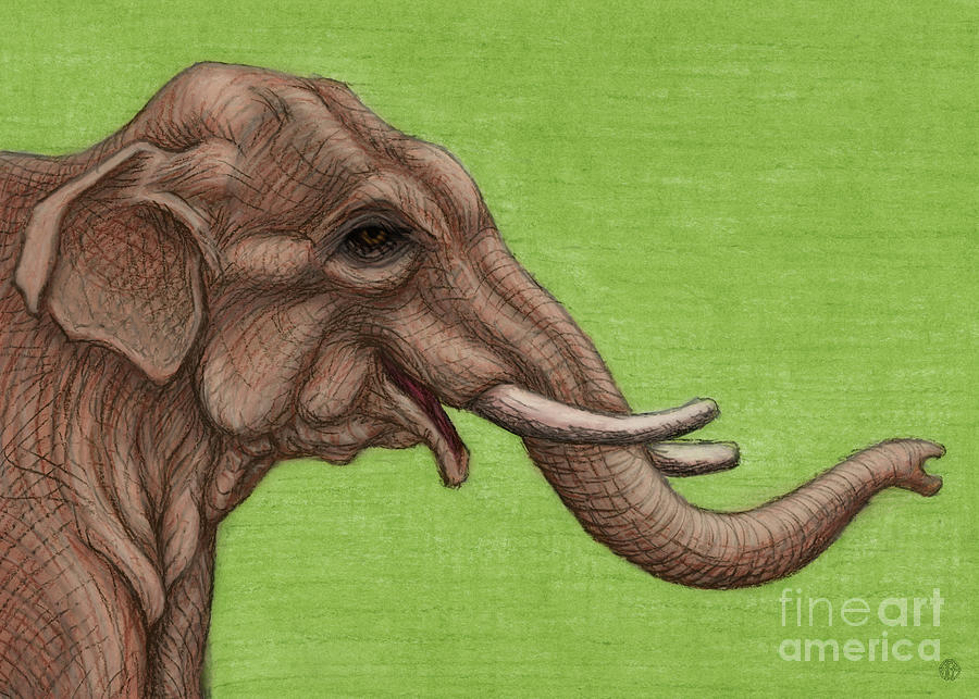 Happy Asian Elephant  Painting by Amy E Fraser
