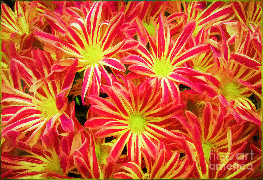 Happy Asters Digital Art by Macro Abundance Art Happy Asters Digital Art by Macro Abundance Art