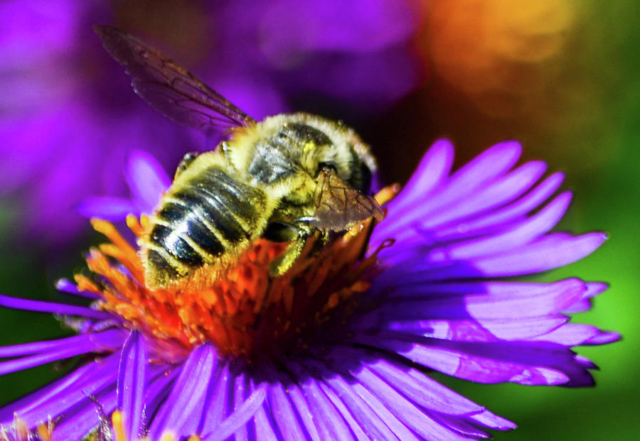 Happy Bee Photograph By Sunita Shastri Fine Art America