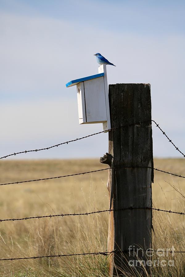 Happy Bickleton Bluebird Photograph by Carol Groenen