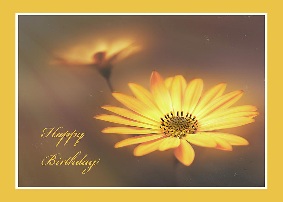 Happy Birthday Daisy Photograph By Julie Craig