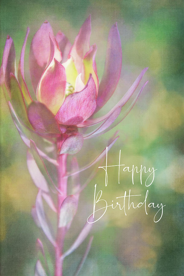 Happy Birthday Flower Digital Art by Terry Davis