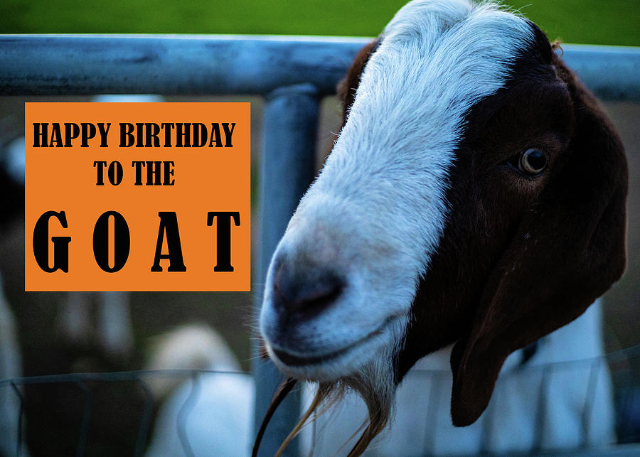 happy birthday cute goat