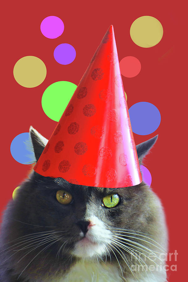 Happy Birthday Grumpy Cat with Party Hat Funny Photograph by Stephanie Laird