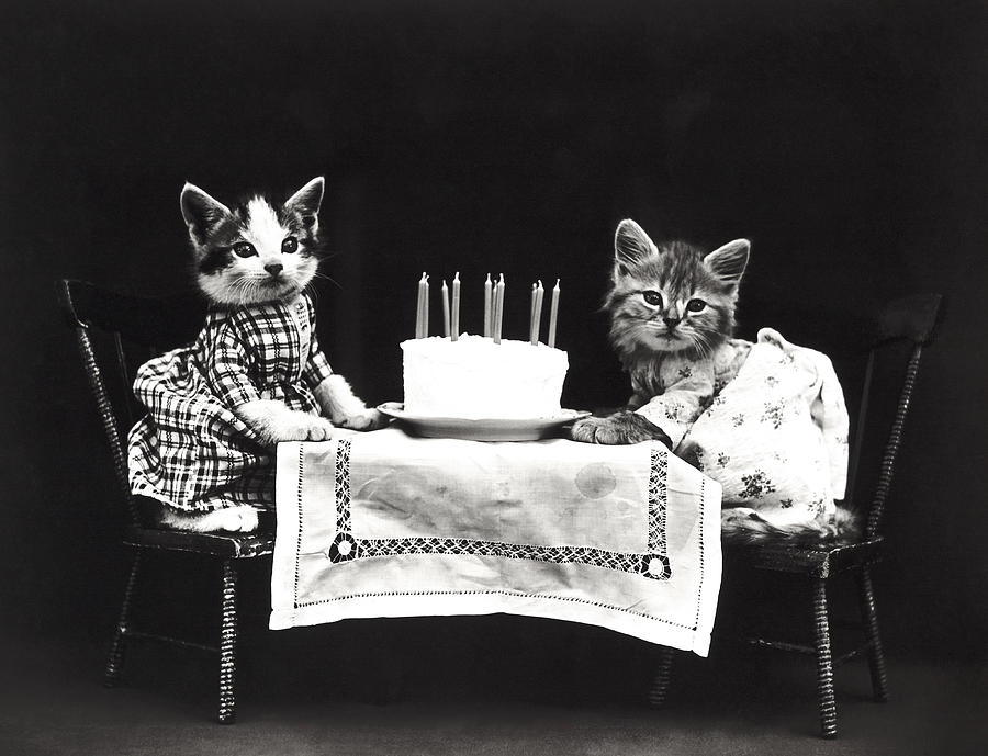 Happy Birthday Kittens - Harry Whittier Frees - 1914 Photograph by War Is Hell Store