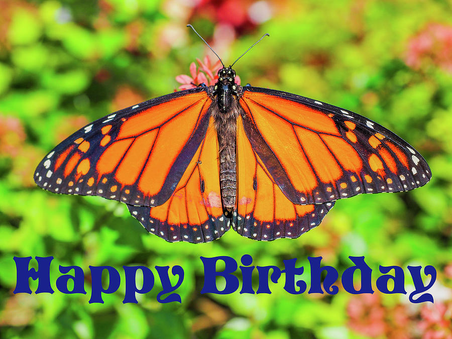 Happy Birthday - Orange Butterfly 2 Photograph by James C Richardson
