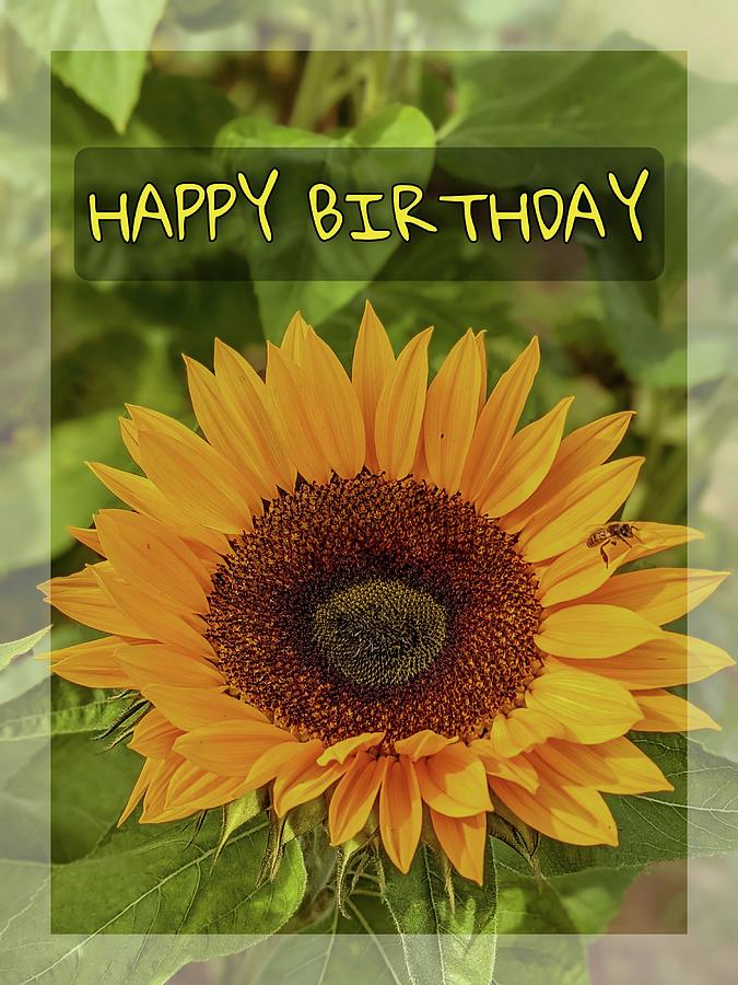 Happy Birthday Sunflower Photograph by Claudia Zahnd-Prezioso
