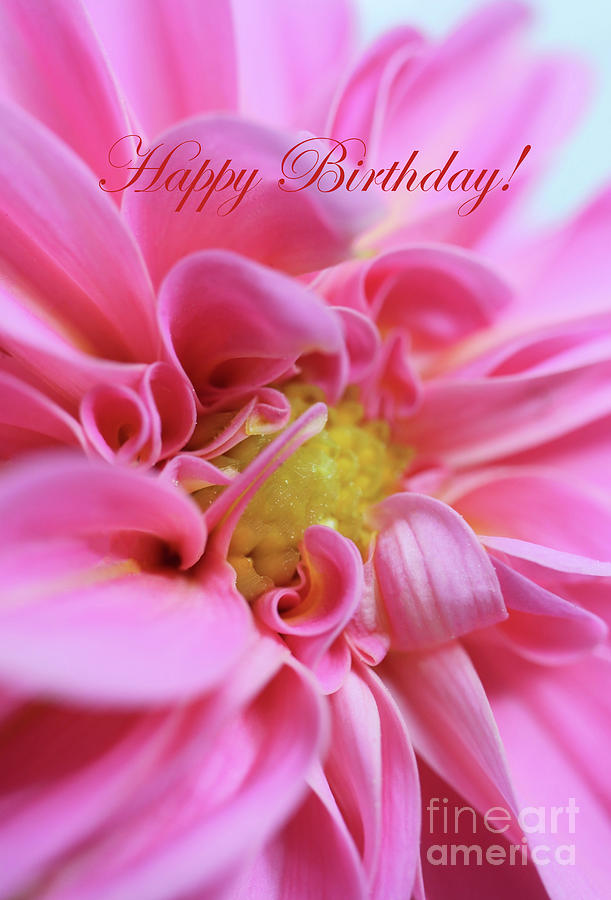 Happy Birthday With A PINK Dahlia Photograph by Johanna Hurmerinta