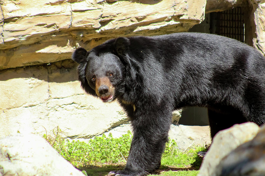 Happy Black Bear Photograph by Grace Joy Carpenter | Fine Art America