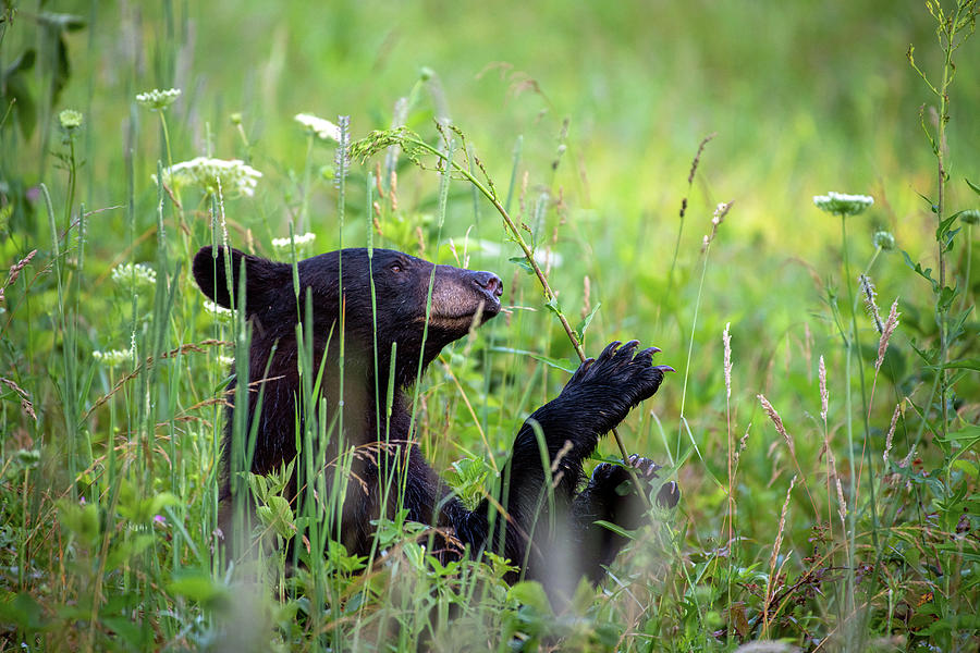 Happy Black Bear Photograph by Robert J Wagner