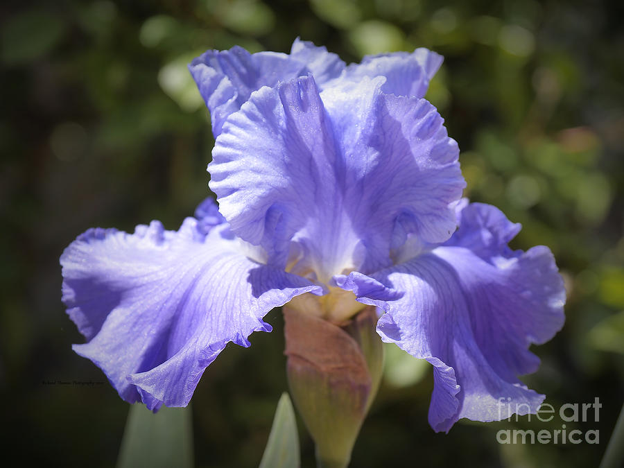 Happy Blue Iris Photograph by Richard Thomas