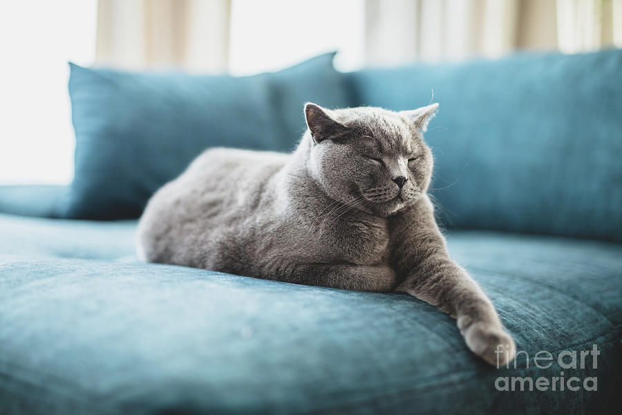 Happy British Cat Lying Relaxed And Sleepy On Couch At Home. Photograph