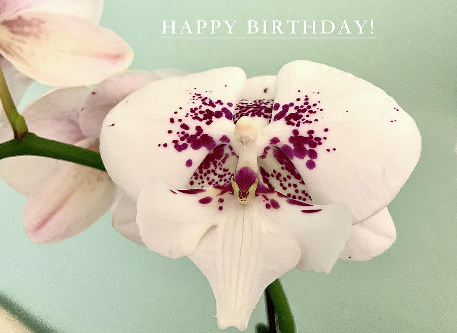 Happy Birthday Orchid Flower Photograph