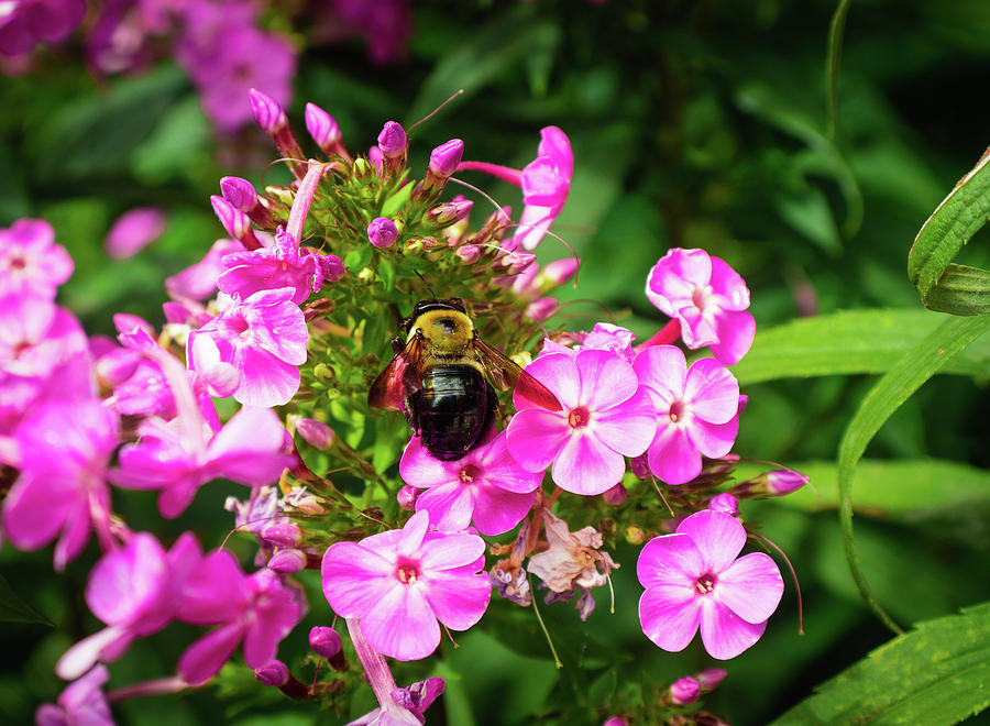 Happy Bumble Bee Photograph by Alison Mickol - Fine Art America