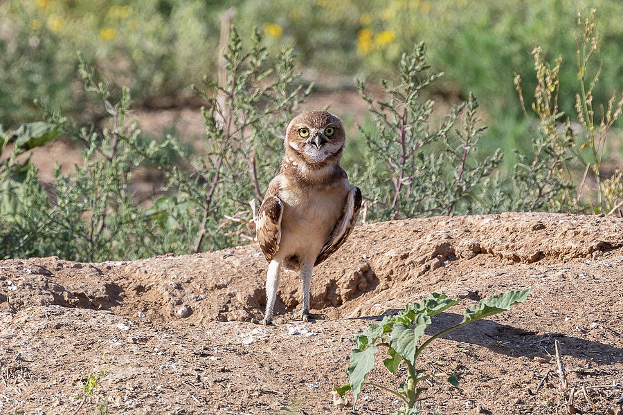 Happy Burrowing Owl Owlet Photograph by Tony Hake