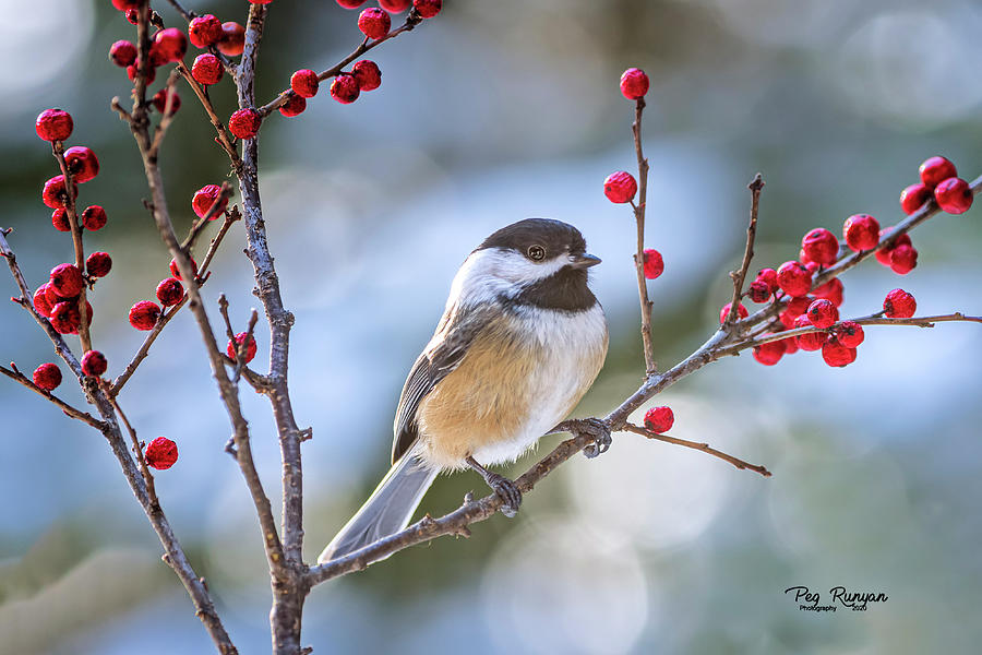 Happy Camper Photograph By Peg Runyan - Fine Art America