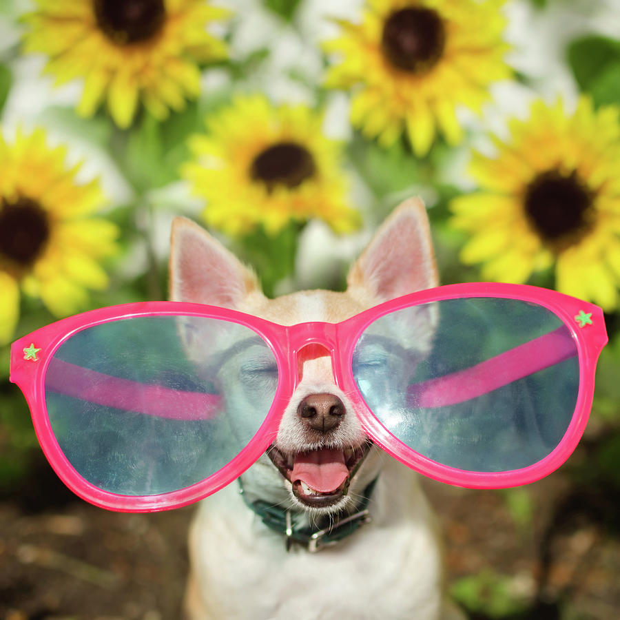 Happy Chihuahua Photograph by Hillary Kladke