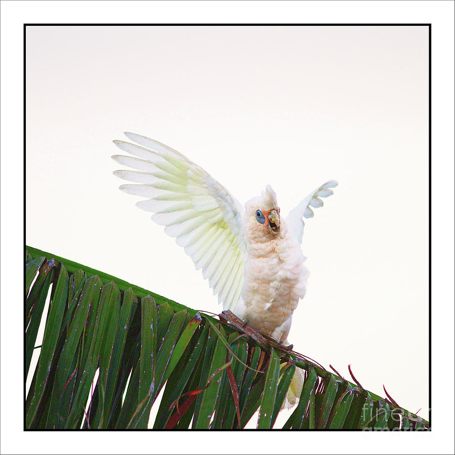 Happy Corella 1 Photograph by Russell Brown