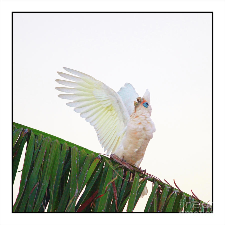 Happy Corella 2 Photograph by Russell Brown