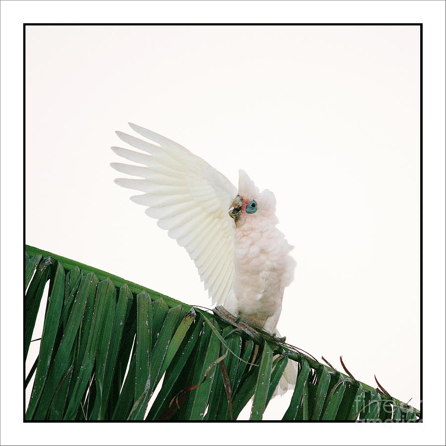 Bird Photograph - Happy Corella 3 by Russell Brown