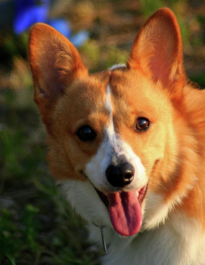 Happy Corgi Photograph by Vernon Platt - Fine Art America