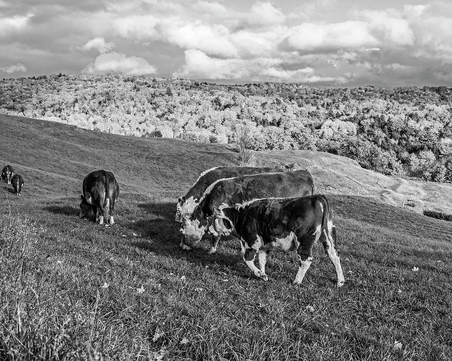 Happy Cows and Beautiful Autumn Trees at Jenne Farm in Reading Vermont Black and White Photograph by Toby McGuire