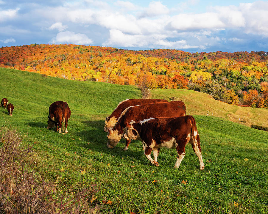 Happy Cows and Beautiful Autumn Trees at Jenne Farm in Reading Vermont Photograph by Toby McGuire