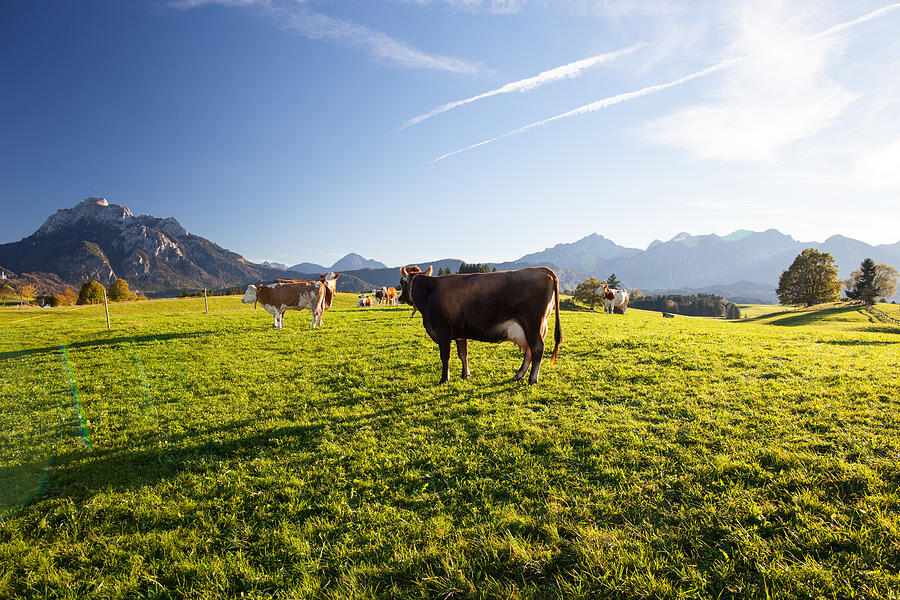 Happy cows Photograph by by Piotr Jaczewski