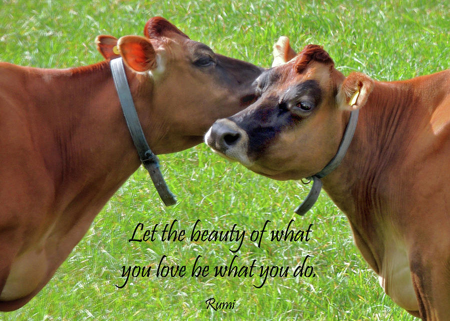 Happy Cows Speak Photograph by Nancy Griswold