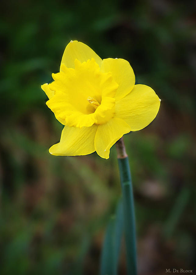 Happy Daffy Photograph by Marilyn DeBlock - Pixels