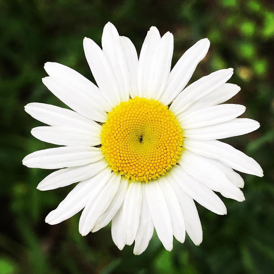 Happy Daisy Photograph by Laura Blumenstiel - Fine Art America