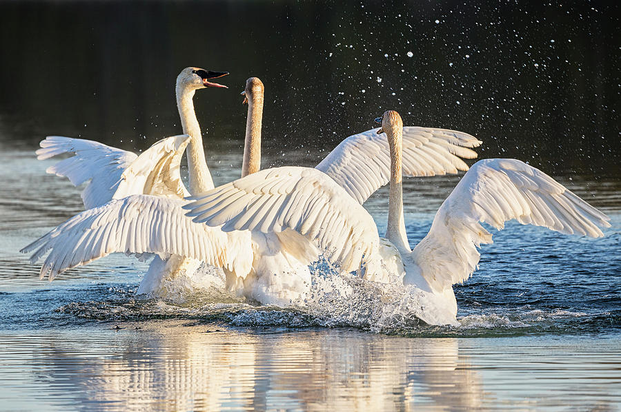 Happy Dance Photograph by Penny Meyers