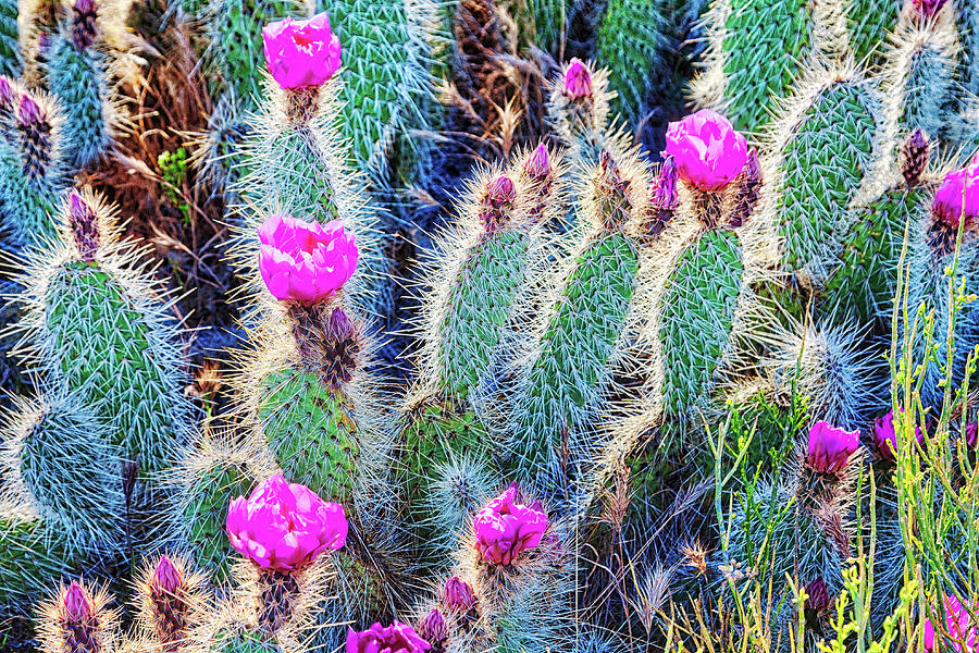 Happy desert May flowers Photograph by Tatiana Travelways