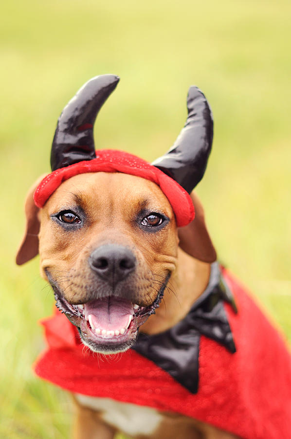 Happy devil boxer dog Photograph by Hillary Kladke