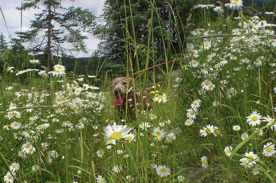 Happy Dog Photograph by Adria Trail