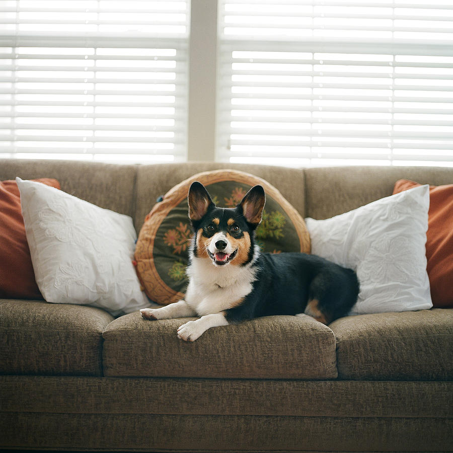 Happy Dog on Couch Photograph by Purple Collar Pet Photography