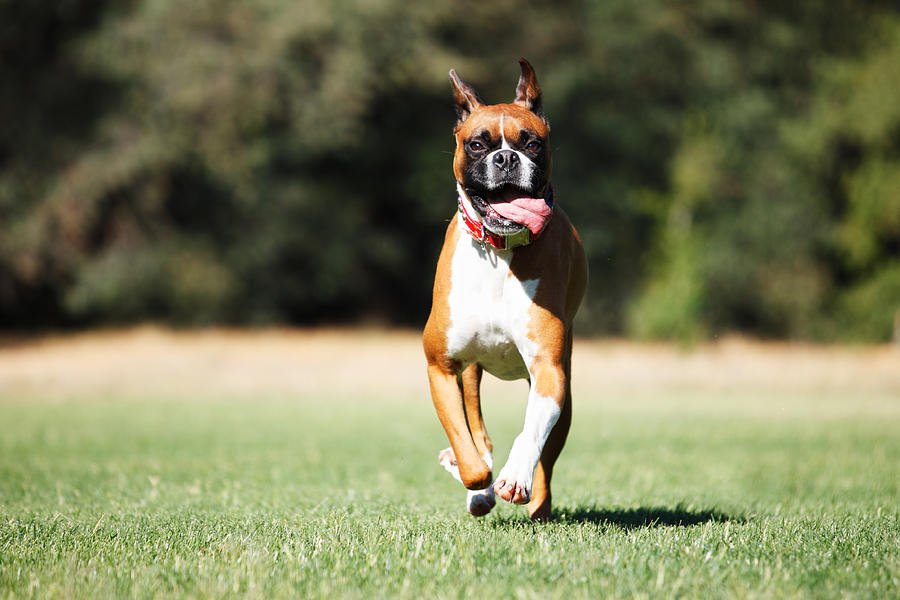 Happy Dog Running with Tongue Out Photograph by Purple Collar Pet Photography