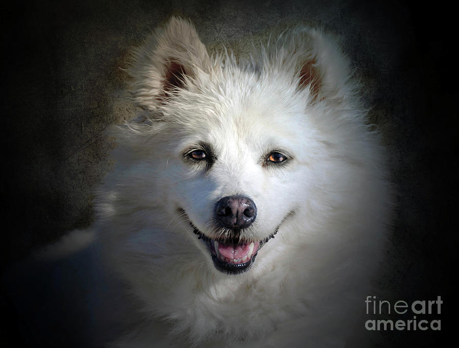 Happy Dog Pyrography by Savannah Gibbs
