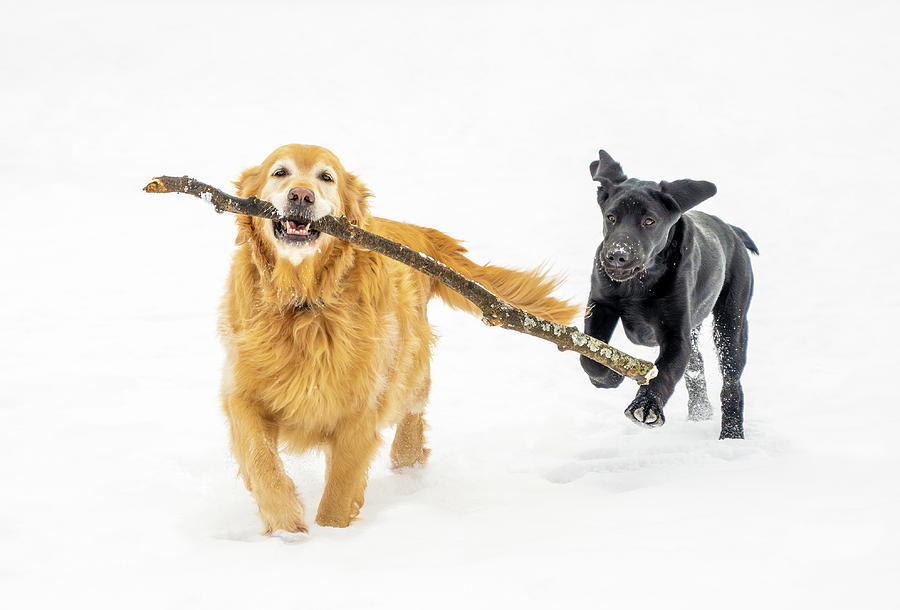 Happy Dogs in Winter Photograph by Dee Potter