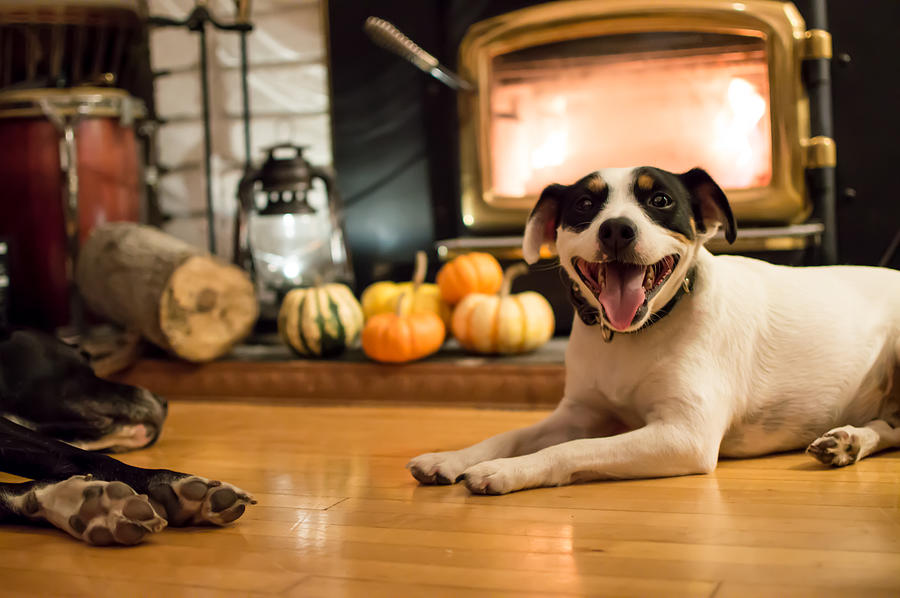 Happy Dogs near fireplace in autumn with Thanksgiving pumpkins in background Photograph by Milaspage