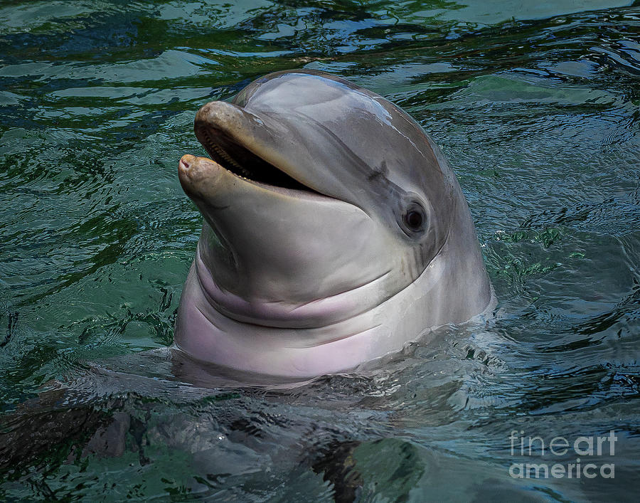 Happy Dolphin Photograph by Nick Zelinsky Jr - Fine Art America