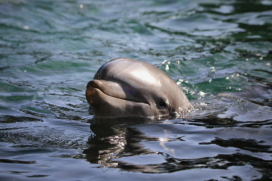 Happy Dolphin Photograph by Scott Burd