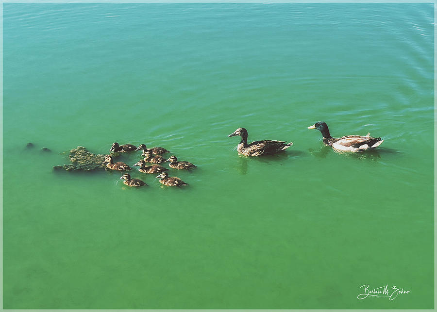Happy Duck Family Photograph by Barbara Zahno